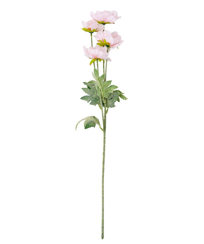 藝術花卉罌粟花卉生活