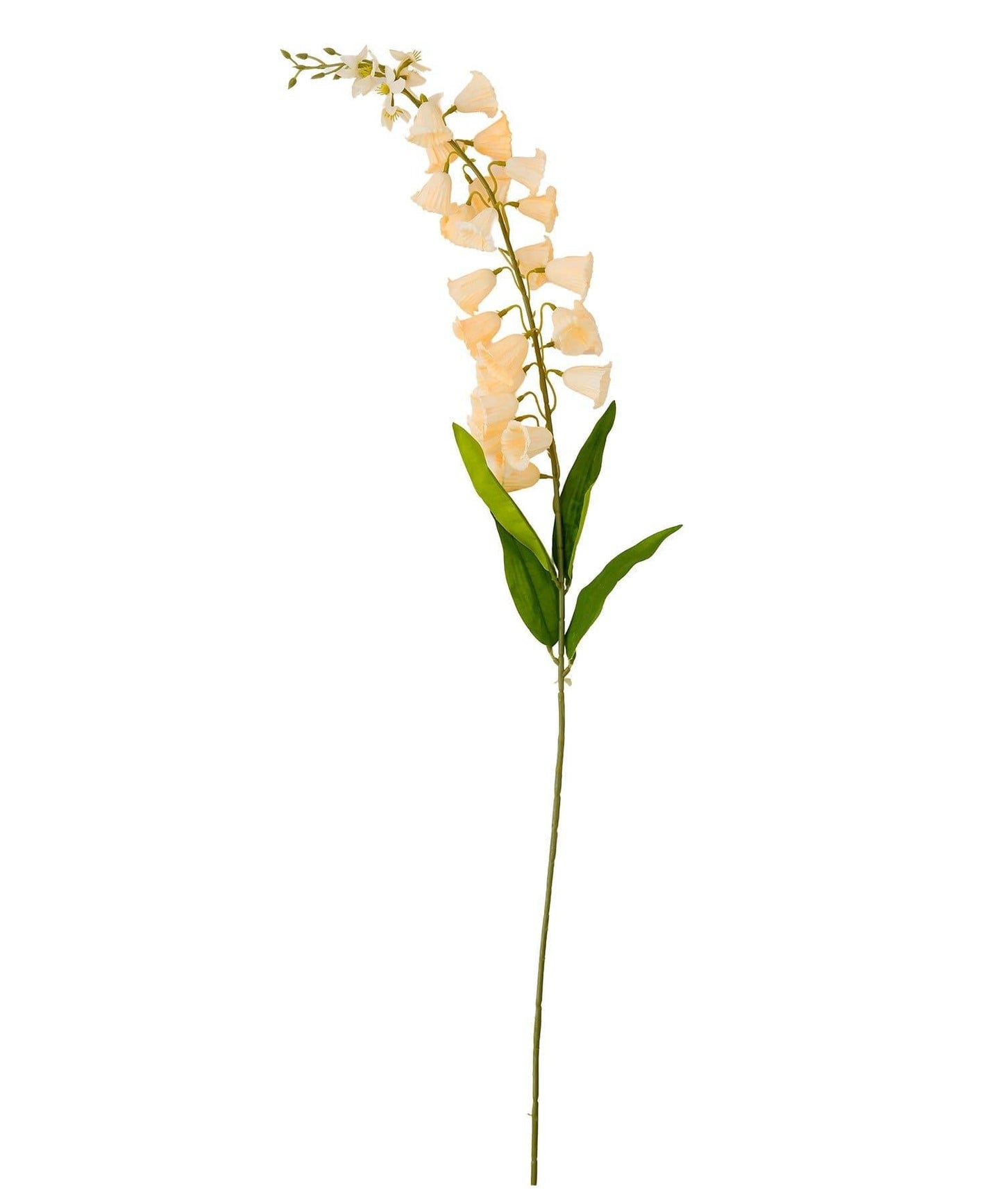 藝術花卉風鈴草 花之生活