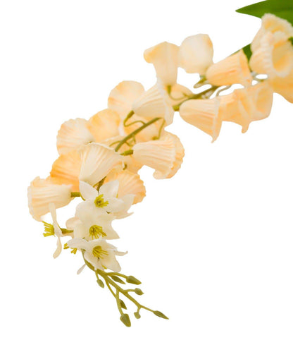藝術花卉風鈴草 花之生活