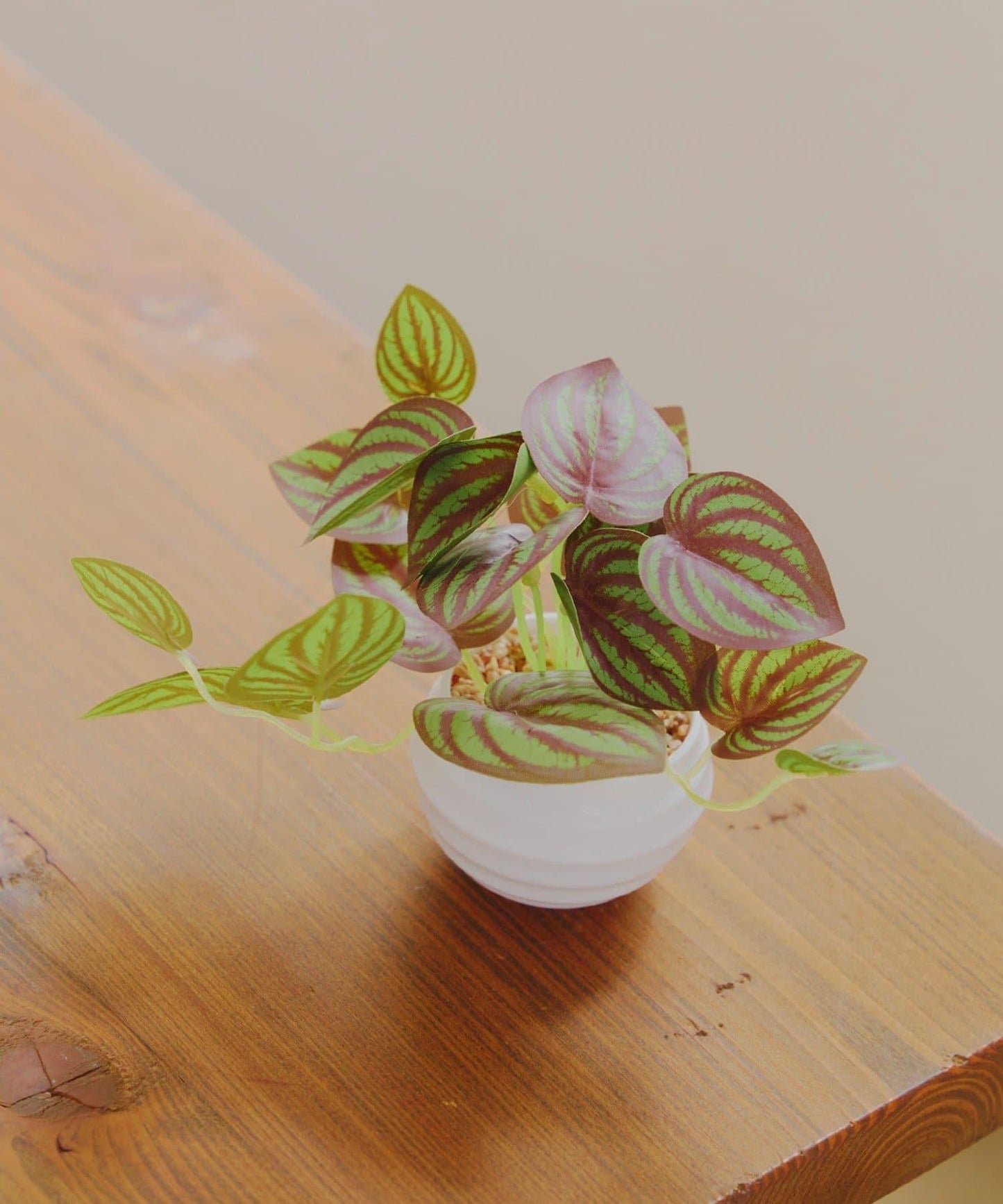 仿真綠植盆栽 豆瓣綠