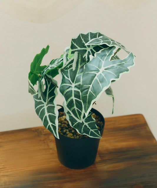 仿真綠植盆栽 海芋