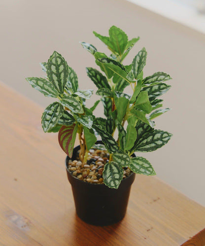 仿真綠植盆栽 豆瓣綠