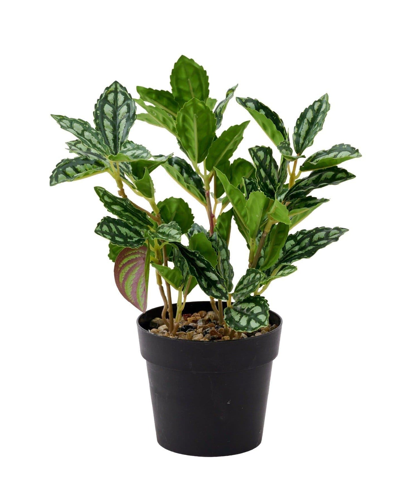 仿真綠植盆栽 豆瓣綠