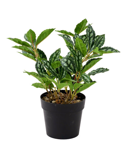 仿真綠植盆栽 豆瓣綠