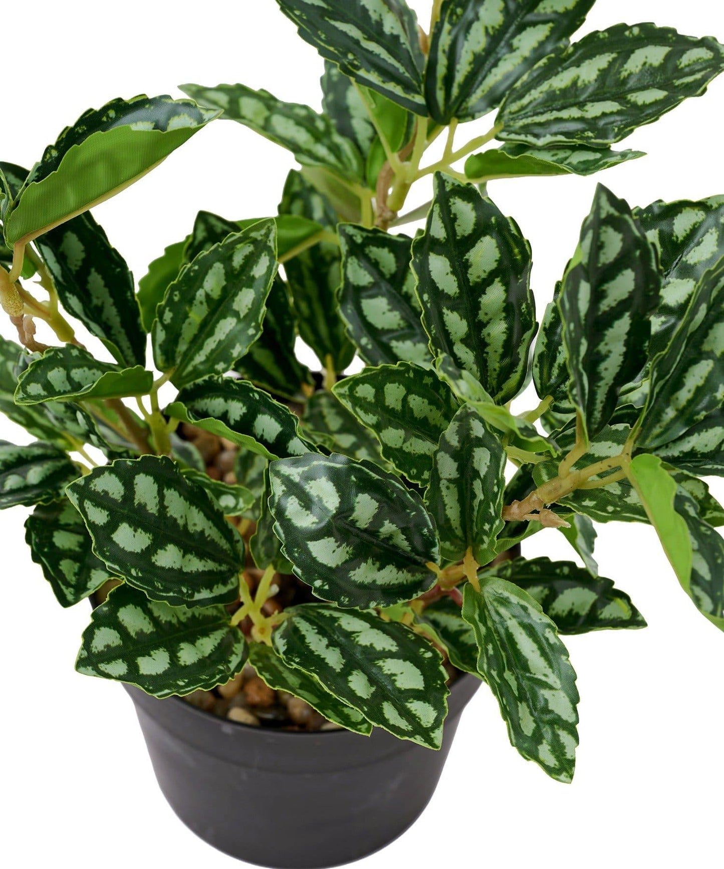 仿真綠植盆栽 豆瓣綠