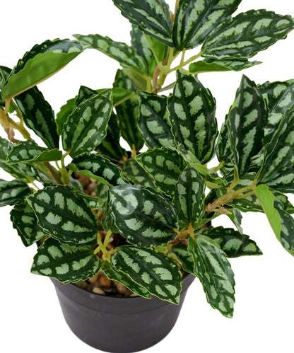 仿真綠植盆栽 豆瓣綠
