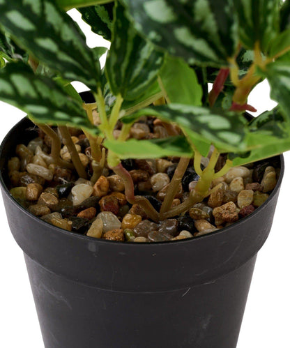 仿真綠植盆栽 豆瓣綠