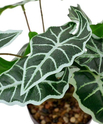 仿真綠植盆栽 海芋