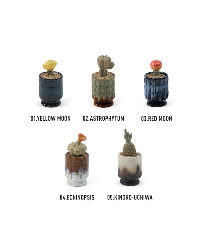 THE CACTI POT ザ カクティポット