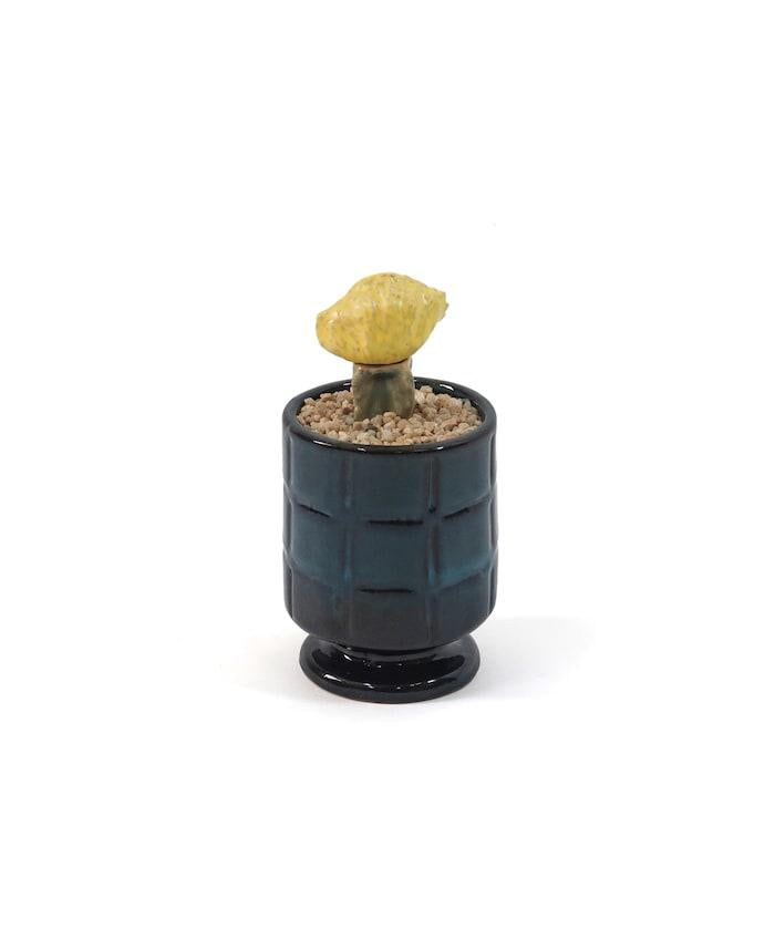 THE CACTI POT ザ カクティポット