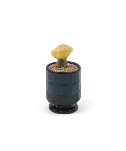 THE CACTI POT ザ カクティポット