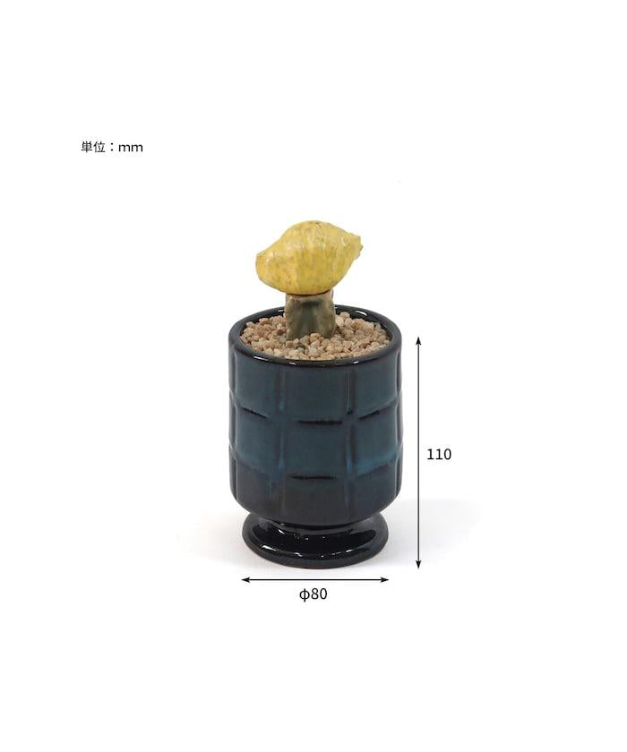 THE CACTI POT ザ カクティポット