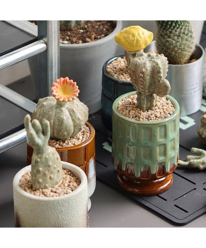 THE CACTI POT ザ カクティポット