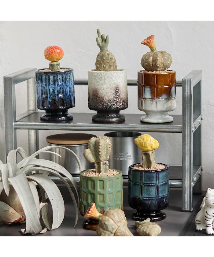 THE CACTI POT ザ カクティポット