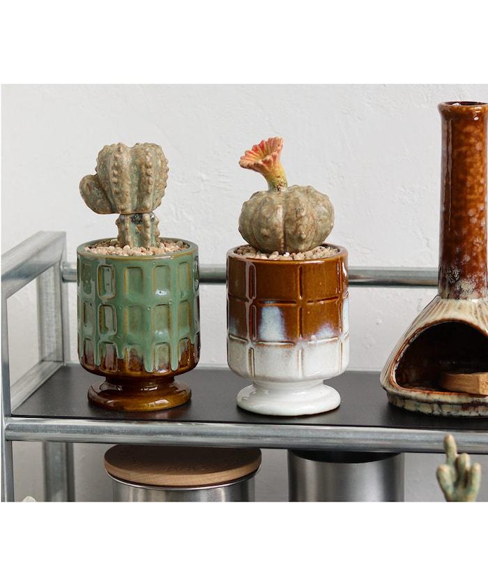 THE CACTI POT ザ カクティポット