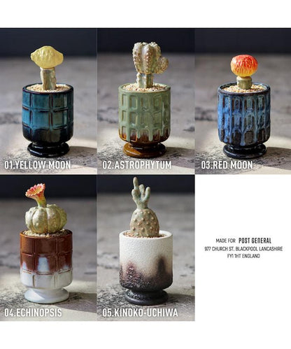 THE CACTI POT ザ カクティポット