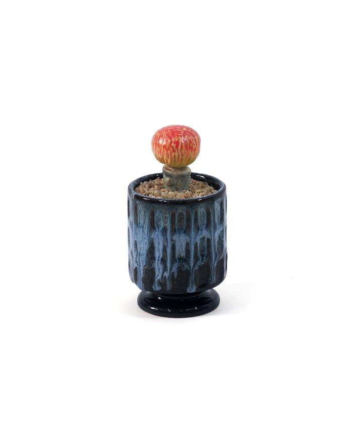 THE CACTI POT ザ カクティポット