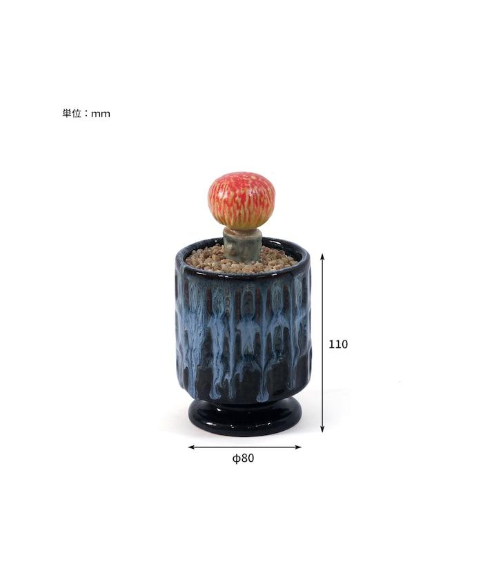 THE CACTI POT ザ カクティポット
