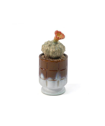 THE CACTI POT ザ カクティポット