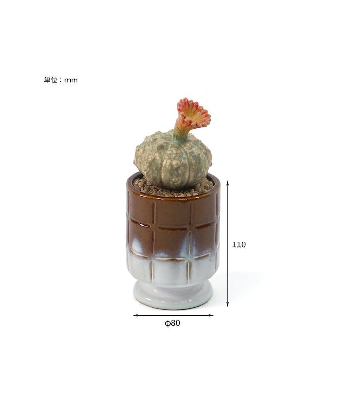 THE CACTI POT ザ カクティポット