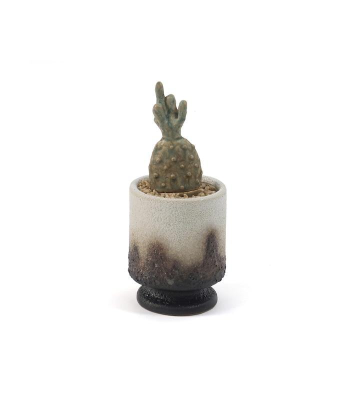 THE CACTI POT ザ カクティポット