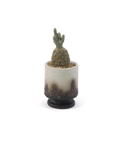 THE CACTI POT ザ カクティポット