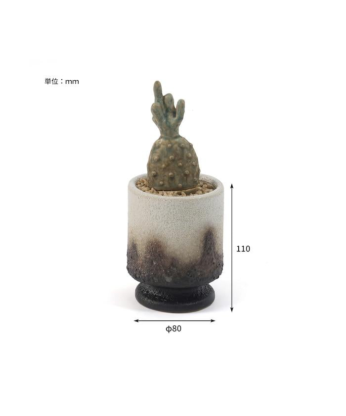 THE CACTI POT ザ カクティポット